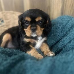 Cavalier King Charles Spaniel Puppies from Kentucky Cavalier King Charles Spaniels