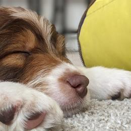 Aussiedoodle and Goldendoodle Puppies from Junipersdoodles