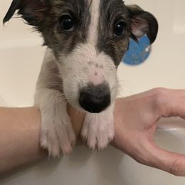 Silken Windhound Puppies from Regalant Silken Windhounds
