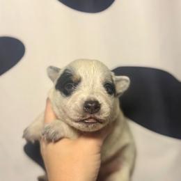 Bluey - Blue speckled female Australian Cattle Dog puppy in Rosharon, Texas from 4Surge Cattle Dogs