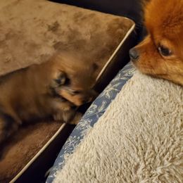 Toffee (AKC) - Orange sable female Pomeranian puppy in West Newton, Pennsylvania from Donna's Pomeranians