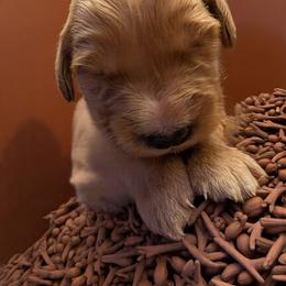 Cloves (Boy 7) - Dark golden male Golden Retriever puppy in Wendell, Minnesota from Floden Farm Golden Retrievers