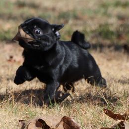 Doug - Black male Pug puppy in Winnsboro, Texas from Southern pugs