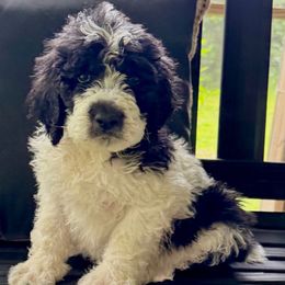 Rodeo - Parti male Saint Berdoodle puppy in New Bern, North Carolina from Southern Doodles of Eastern North Carolina
