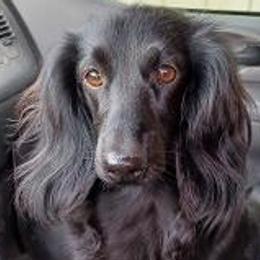 Ryder - Dachshund