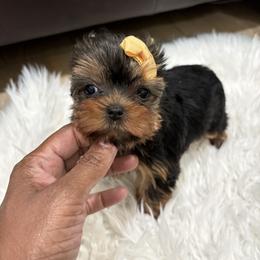 Autumn - Black and tan female Yorkshire Terrier puppy in Tempe, Arizona from Kissable baby face yorkies