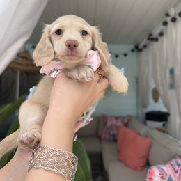 Dachshund Puppies from Dachshundly Perfect