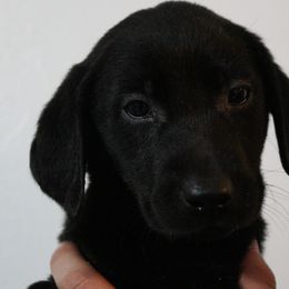 Golden Retriever and Labrador Retriever Puppies from Trenlock Kennels