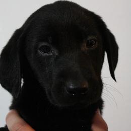 Golden Retriever and Labrador Retriever Puppies from Trenlock Kennels