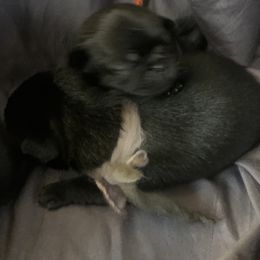 Pug Puppies from The Grumble Pack