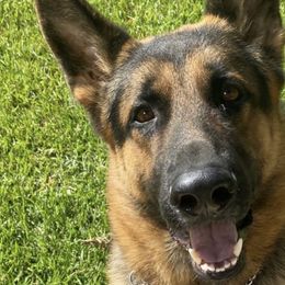 Rex - German Shepherd