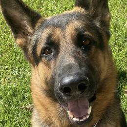 Rex - German Shepherd