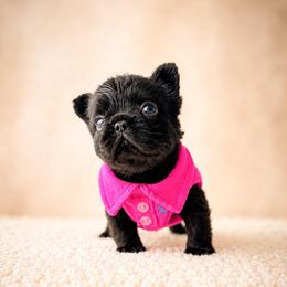 Ellie - Tricolors female French Bulldog puppy in Porter, Texas from Whatabulldog