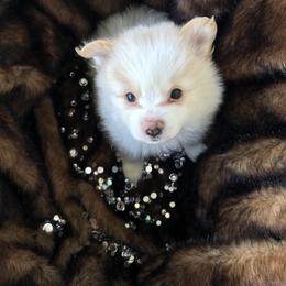 Pomeranian Puppies from Regal Poms
