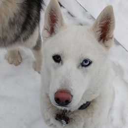 Siberian Huskies from River City Siberian Huskies