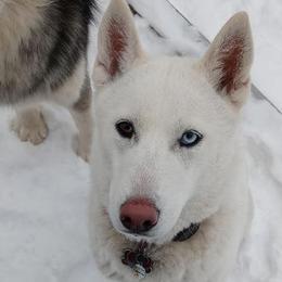 Siberian Huskies from River City Siberian Huskies
