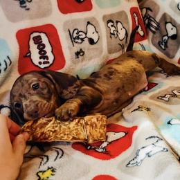 Dachshund Puppies from Mahzian Miniature Dachshunds