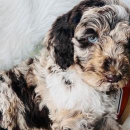 Bernedoodle Puppies from Land of Oz Doodles