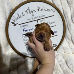 Arrow- mint collar - Yellow female Labrador Retriever puppy in Troy, South Carolina from Wicked Flyer Retrievers