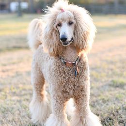 Savannah - Poodle