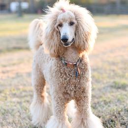 Savannah - Poodle