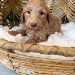 Boy 1 - Red male Aussiedoodle puppy in Pomona, California from Socal Aussiedoodles