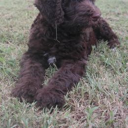 Lola - Chocolate female Labradoodle puppy in Little Elm, Texas from Texas Rose Doodles