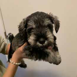 Miniature Schnauzer Puppies from Dirty Beard Mini Schnauzers