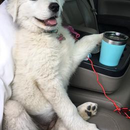 Border Collie and Maremma Sheepdog Puppies from 2J 2K Border Collies & Maremma Sheepdogs