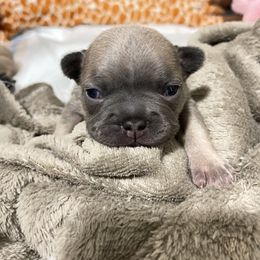 French Bulldog Puppies from Impecable Kennals