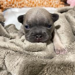 French Bulldog Puppies from Impecable Kennals
