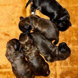 New litter - Brindle female Dachshund puppy in Fredonia, Arizona from Desert Horizon Dachshunds