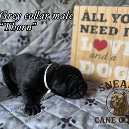 Thorn - Black male Cane Corso puppy in Altoona, Alabama from Snead’s Cane Corso Kennel