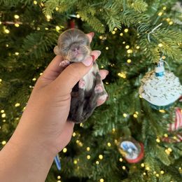 Suki - Blue and tan female Chihuahua puppy in Burleson, Texas from BabydollYorkiesofTexas