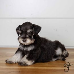Milo - Liver Miniature Schnauzer puppy in Diamond Valley, Utah from JoJo's Schnauzers
