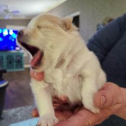 Pomeranian Puppies from Merri's Pom's