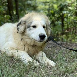 Great Pyrenees Puppies from Natalie Hnatkiv