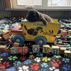 Baby girl 2 - Reddish brown female Leonberger puppy in Brandywine, Maryland from QVR Labradors, Leonbergers and Frenchies