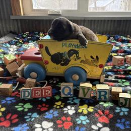 Baby girl 2 - Reddish brown female Leonberger puppy in Brandywine, Maryland from QVR Labradors, Leonbergers and Frenchies