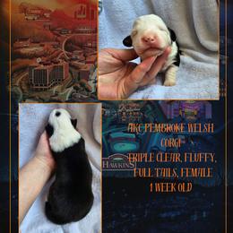 Eleven - Black and white female American Corgi puppy in Mansfield, Ohio from Moonrise corgis