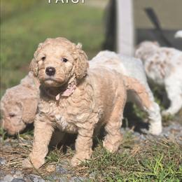 Patsy Cline - Parti female Poodle puppy in Ten Mile, Tennessee from Bella's Beauties Moyen Poodles