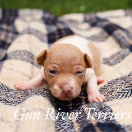 Blue fawn tan - White and blue fawn female Rat Terrier puppy in Allegan, Michigan from Gun River Terriers
