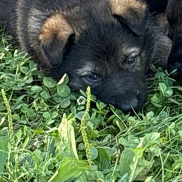 Cooper - Sable male German Shepherd puppy in Humboldt, Iowa from Carlson Hill Farm