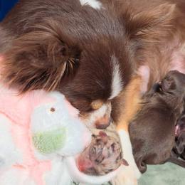 Choc Merle Girl - Merle female Chihuahua puppy in West New York, New Jersey from Pixie’s Magical Puppies