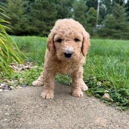 Light Purple - Girl - Red  female Goldendoodle puppy in Kent City, Michigan from Hannah Mae Doodles
