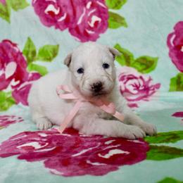 Ivy - White female Siberian Husky puppy in Lunenburg, Vermont from SNOW WOOLY HUSKY