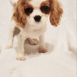 Matcha - Blenheim male Cavalier King Charles Spaniel puppy in Wilburton, Oklahoma from My Kids Kennel