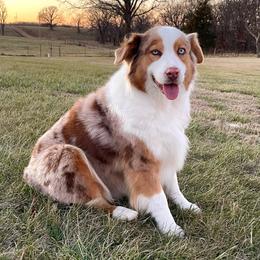 Clementine - Red merle female Australian Shepherd puppy in El Dorado Springs, Missouri from OR Aussies
