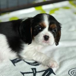 Bambi - Tri-color female Cavalier King Charles Spaniel puppy in Miami, Florida from Tropical Cavaliers