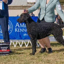 Curly-Coated Retrievers from Full Curl Retrievers